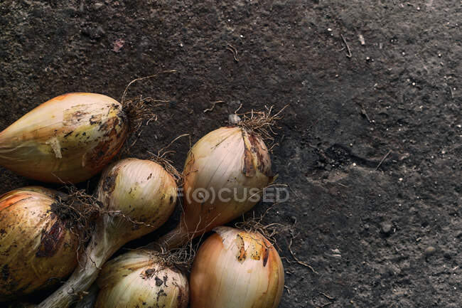 Vista superior close-up de uma pilha de cebolas no chão — Fotografia de Stock