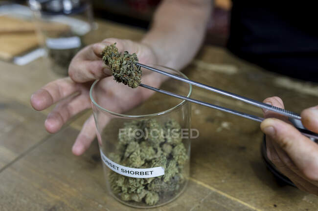 Cultivo anónimo macho con pinzas sacando brotes de flores de cannabis seco de tarro en la mesa en el espacio de trabajo - foto de stock