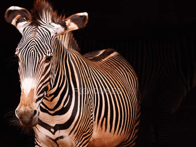 Zebra com casaco listrado liso liso e crina de pé em luz brilhante sobre fundo preto — Fotografia de Stock