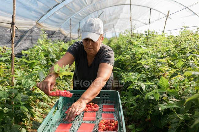 Jardinero femenino revisando bayas mientras recoge frambuesas maduras en cajas de plástico en invernadero durante la temporada de cosecha - foto de stock