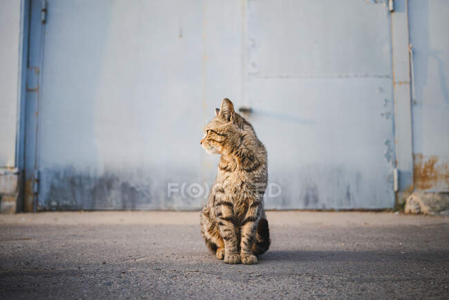 Furry cat with long whiskers and stripes on fur while sitting looking away and in the background a blue door out of focus — Stock Photo