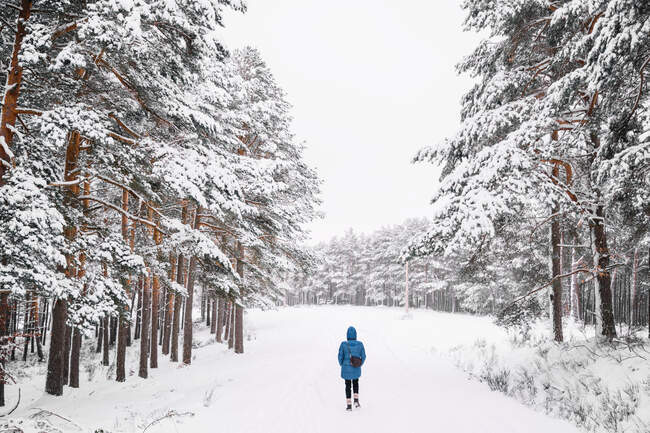 Vista posteriore del viaggiatore femminile irriconoscibile in caldo capispalla che cammina sul sentiero nei boschi innevati durante la giornata invernale — Foto stock