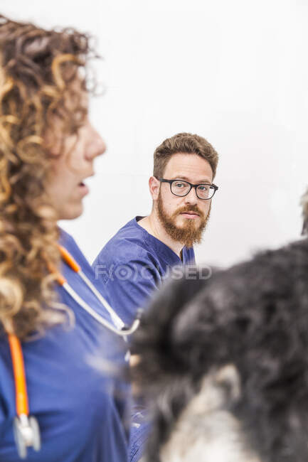 Mulher acariciando fofo Yorkshire Terrier e falando com assistente masculino trabalhando no computador na clínica veterinária — Fotografia de Stock