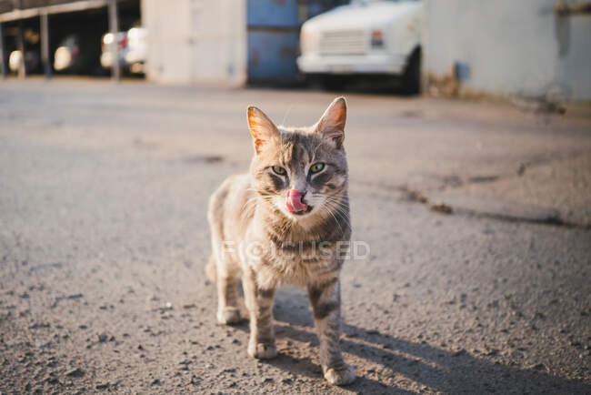 Пушистый кот с длинными усами и нашивками на мехе, облизывающий нос во время прогулки по улице — стоковое фото