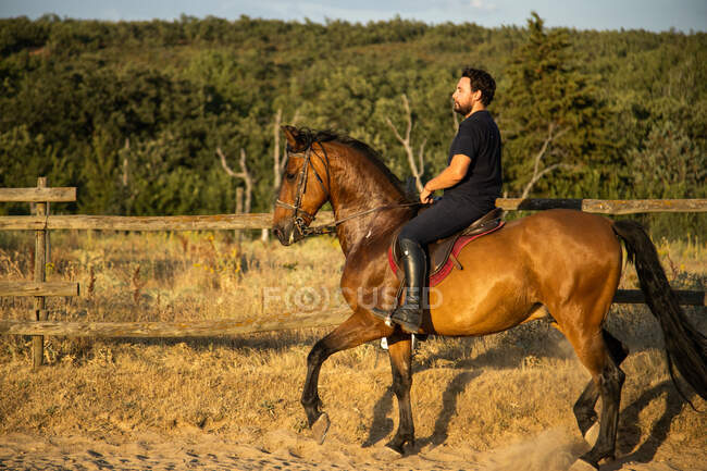 Vista laterale del trainer maschio cavalcando stalloni in campagna nella giornata di sole — Foto stock