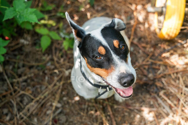 Dall'alto di Jack Russell Terrier con collo e bocca aperti seduti a terra — Foto stock