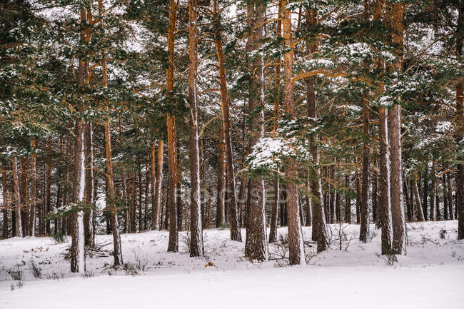Tall evergreen trees with snowy branches growing in wild woodland in winter day — Stock Photo