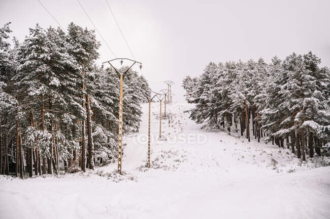 Reihe von Masten mit Stromleitungen zwischen schneebedeckten Nadelbäumen in Wäldern an bewölkten Wintertagen — Stockfoto