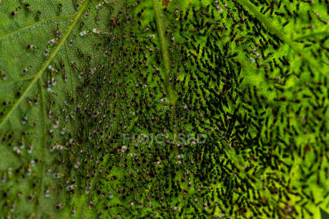 Халкидные осы (Torymus sp.) и (Chrysocharis sp.) Ведение странного неопознанного поведения — стоковое фото