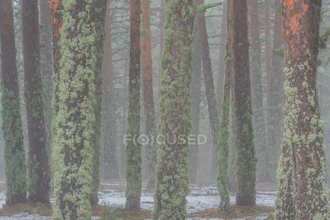 Scenery view of overgrown trees with lichen on rough trunks growing in woods in blizzard — Stock Photo