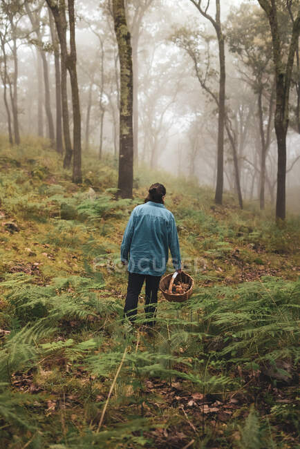 Vista trasera de la hembra caminando a través de los árboles y recogiendo setas en canasta de mimbre en el bosque brumoso - foto de stock