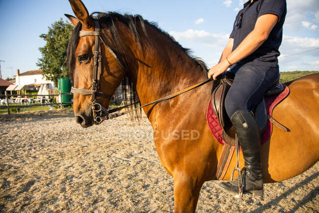 Stallone da equitazione maschio irriconoscibile ritagliato contro le scuderie del maneggio in campagna — Foto stock
