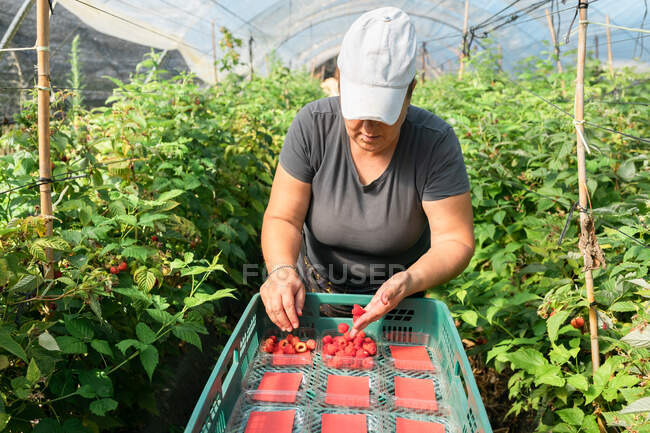 Female gardener checking berries while collecting ripe raspberries in plastic crates in hothouse during harvest season — Stock Photo