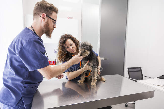 Профессиональный ветеринарный врач с ассистентом, проверяющим дыхание и сердцебиение йоркширского терьера стетоскопом в ветеринарной клинике — стоковое фото