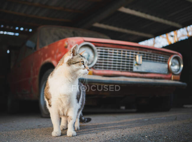 Vista frontal del gato mirando hacia otro lado paseando por la calle cerca de un coche oxidado en mal estado estacionado en el garaje - foto de stock