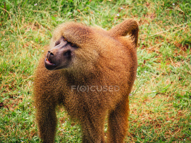 Baboon with fluffy brown coat looking away while walking on meadow in savanna on summer day — Stock Photo