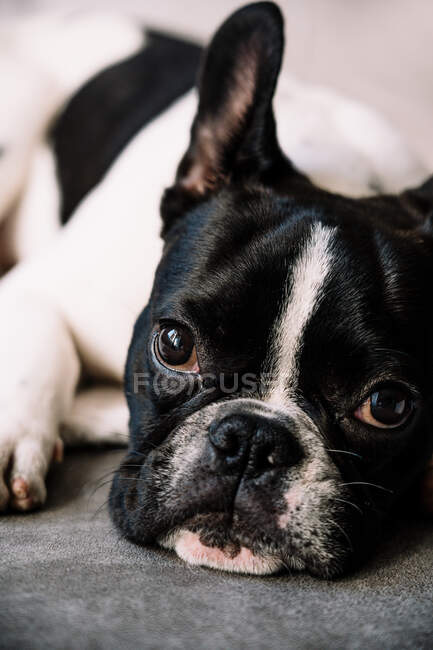 Pequeno Bulldog francês deitado em um sofá em cima de um cobertor branco e olhando para a câmera — Fotografia de Stock