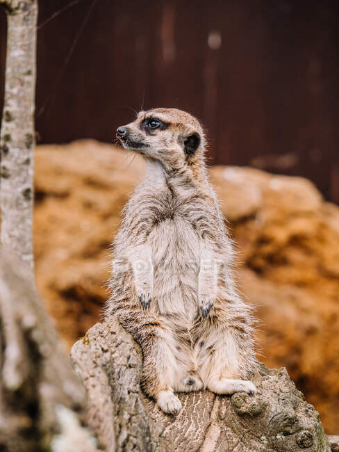 Suricate with gray coat sitting on cut dry trunk while looking away on blurred background — Stock Photo