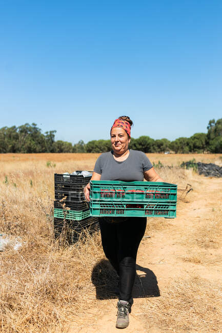 Cuerpo completo de mujer que lleva contenedor de plástico con frambuesas maduras mientras trabaja en la granja agrícola en el campo - foto de stock