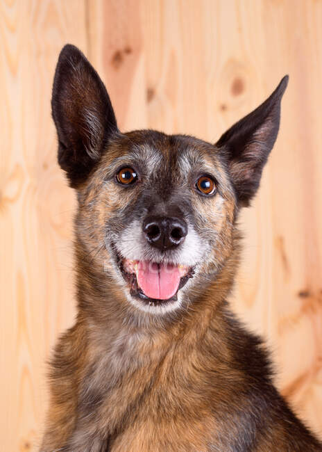 Portrait of a breedless brown dog indoors on wooden background and smiling face — Stock Photo