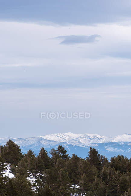 Живописный пейзаж зеленого хвойного леса против снежных гор под облачным небом в дневное время — стоковое фото