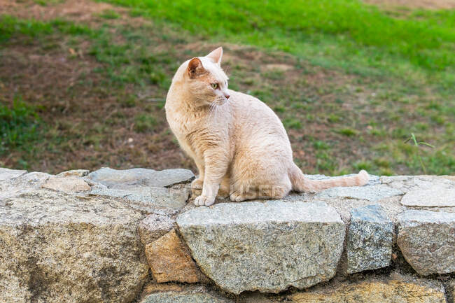 Cute cat with beige fur looking away while sitting on rough fence against lawn in daytime — Stock Photo