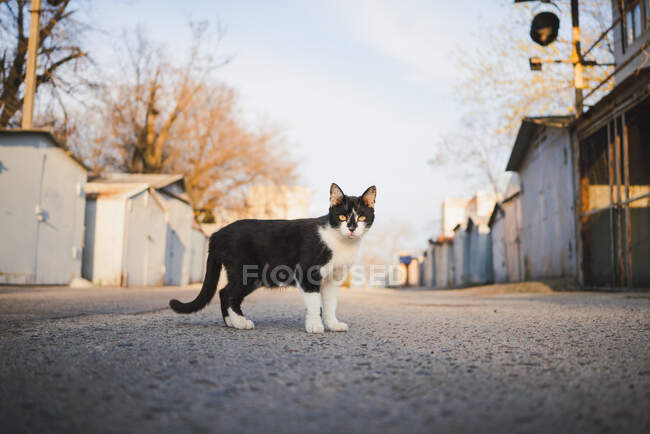 Furry cat with long whiskers and stripes on fur while strolling on storage room — Stock Photo