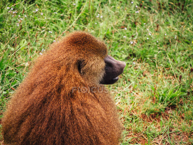 Babuino con abrigo marrón esponjoso mirando hacia otro lado mientras está sentado en el prado en savanna en el día de verano - foto de stock
