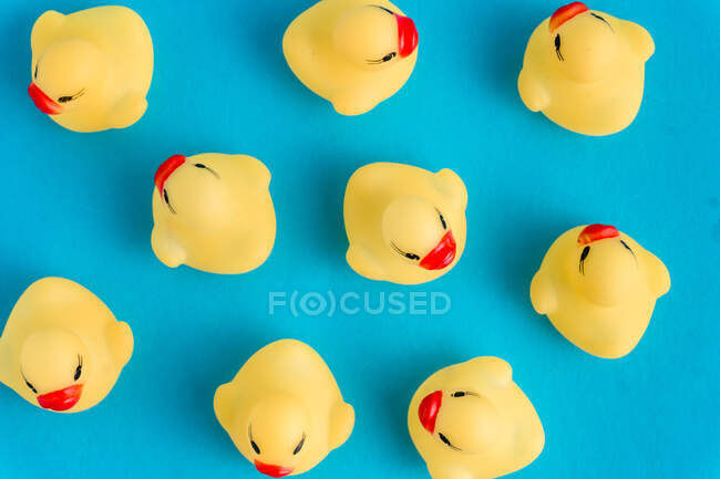 Desde arriba conjunto de lindos patitos de goma juguetes colocados sobre fondo azul brillante - foto de stock