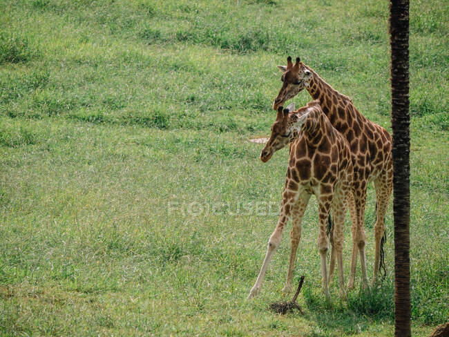 Жирафы с узорчатой шерстью и короткими волосатыми рогами, стоящими на лугу днем — стоковое фото