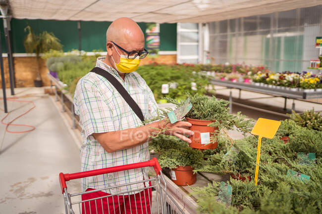Покупатель мужского пола в очках и защитной маске, читающий стикер на горшке хвойного растения в центре сада — стоковое фото
