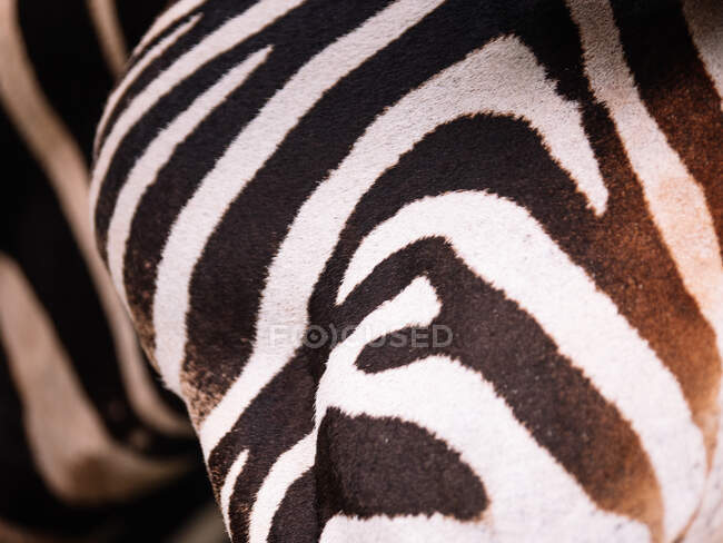 Close-up of a zebra with striped coat — Stock Photo