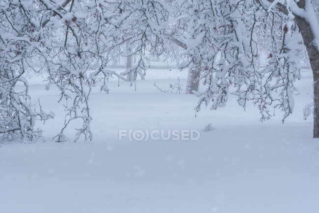 Scenic view of overgrown trees with curved dry branches growing on snowy terrain in wintertime — Stock Photo