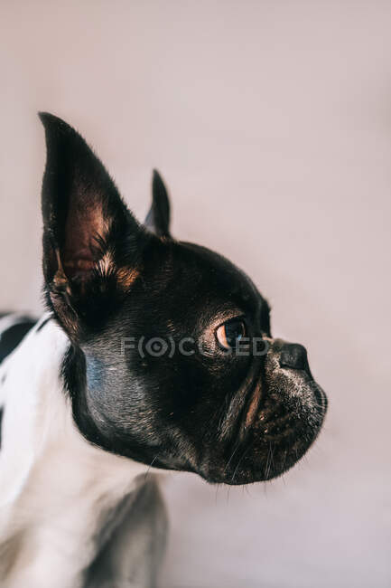 Small French Bulldog in profile with raised ears looking away on a pink background — Stock Photo