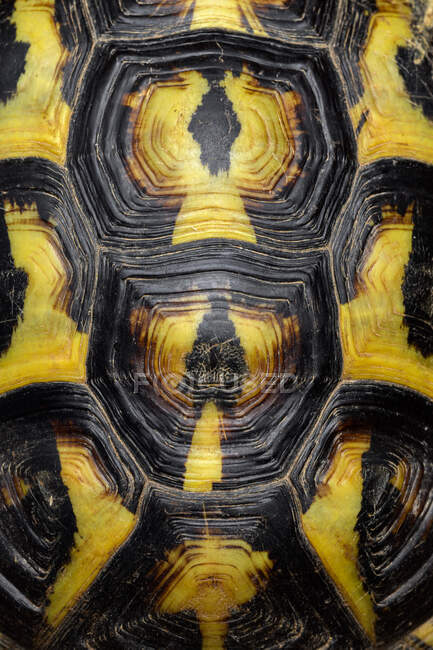 Detalles de la concha de una tortuga mediterránea, la tortuga de Hermann (Testudo hermanni) - foto de stock