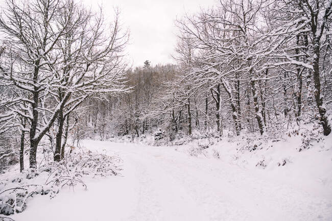 Paesaggio pittoresco di strada innevata vuota tra gli alberi in giornata nuvolosa in inverno — Foto stock