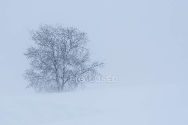Scenery view of dry tree growing on snowy land with hillsides under light sky on winter day in countryside — Stock Photo