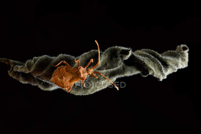 Großaufnahme von Dock Bug oder rötlich-braunem Squashbug (Coreus marginatus)) — Stockfoto