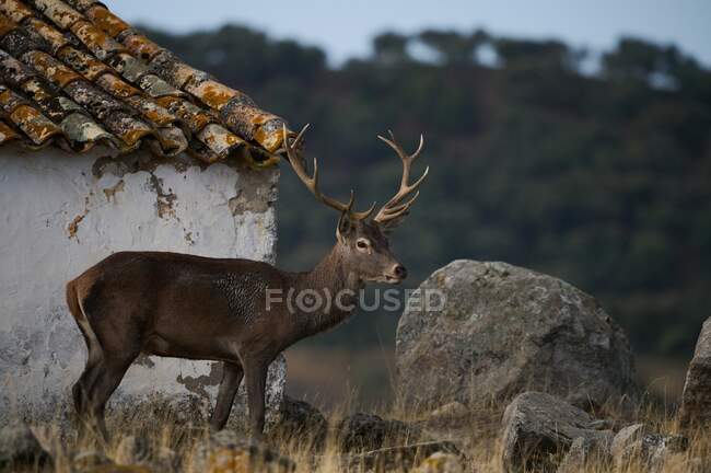 Cervo selvatico che pascola nel prato nei boschi vicino alla casa rurale — Foto stock