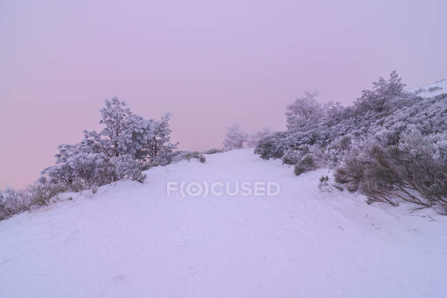 Árboles de coníferas cubiertos de nieve que crecen en el valle nebuloso del invierno en el Parque Nacional Sierra de Guadarrama al atardecer - foto de stock