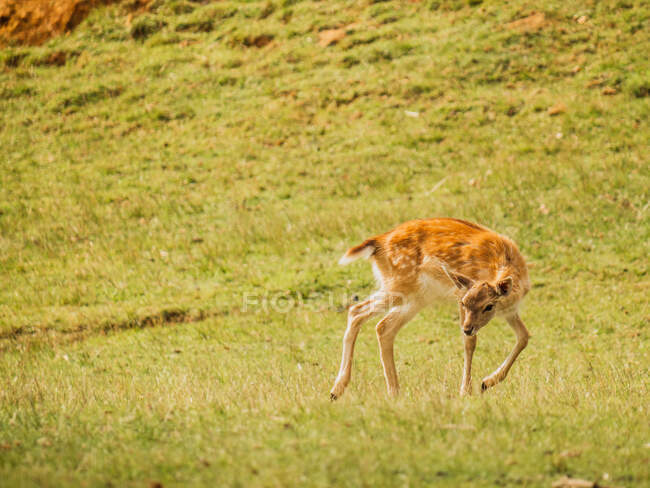 European fallow deer with brown fur having fun on lawn in savannah on summer day — Stock Photo