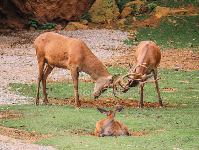 Ciervo con abrigo marrón liso y cuernos curvos luchando contra el cervatillo acostado en el prado en sabana - foto de stock