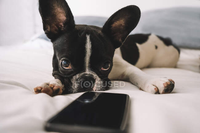 Niedliche reinrassige Französische Bulldogge liegt auf einem bequemen Bett und schaut interessiert aufs Handy — Stockfoto