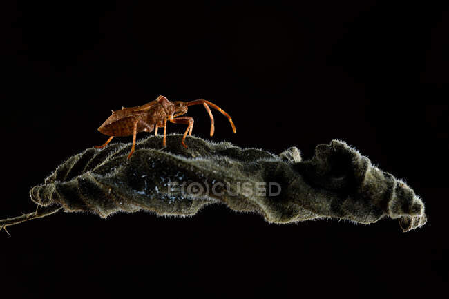 Primo piano dell'insetto del bacino o dello squashbug bruno-rossastro (Coreus marginatus) — Foto stock