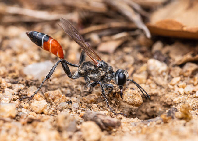 Prionyx kirbii is a genus of wasps in the family Sphecidae, digging a hole to bury their larvae — Stock Photo