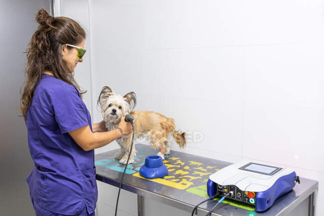 Vista laterale del fisioterapista veterinario che applica cure ecografiche a un cane con una gamba posteriore fasciata — Foto stock