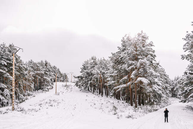 Persona distante en ropa de abrigo de pie en el camino nevado entre los árboles de coníferas nevadas en el bosque de invierno mientras toma fotos del paisaje con teléfono móvil - foto de stock