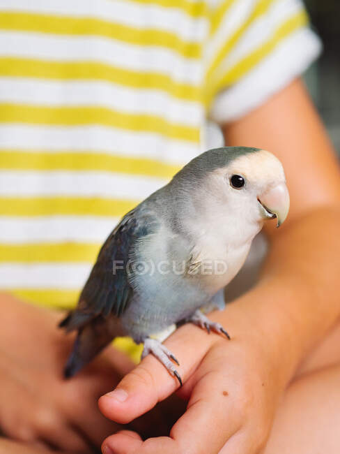Анонимный милый маленький мальчик в полосатой футболке сидит с маленькой птичкой с серым оперением дома — стоковое фото