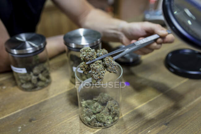 Cultivez un mâle anonyme avec une pince à épiler sortant des bourgeons secs de cannabis sur la table dans un espace de travail — Photo de stock
