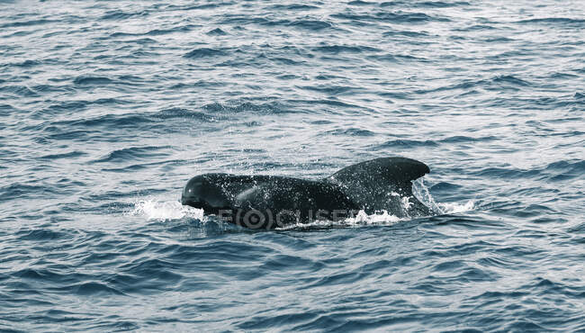Пилотный кит с плавником в волнистом голубом океане с пеной в дневное время на Тенерифе Испания — стоковое фото